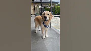Knock Knock Shorts Goldenretriever Dog Funnyvideo Funnydogs Golden Funny 