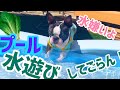 水が苦手な犬の鮮烈プールデビュー！！ボストンテリア犬グリちゃん。