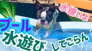 水が苦手な犬の鮮烈プールデビュー！！ボストンテリア犬グリちゃん。