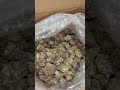THCA Pounds Wholesale | Master Distributor Pricing Unboxing USA