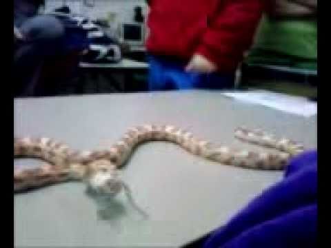 snake oil Sunny The Snake Eating A frozen Mouse