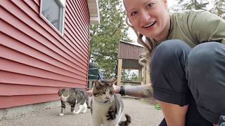 Finnegan Foxes And Cats