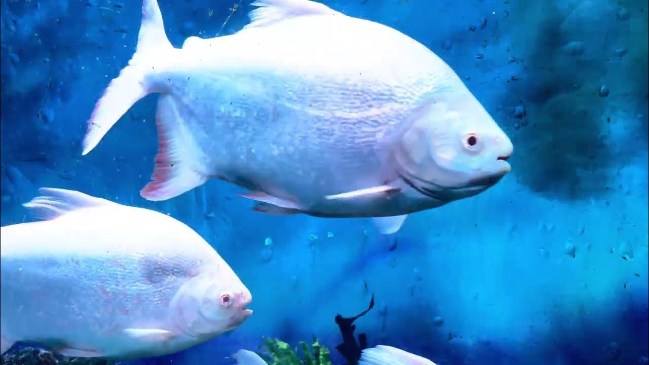 Pacu Paradise Massive Aquarium Home to Enormous Pacu Fish! YouTube