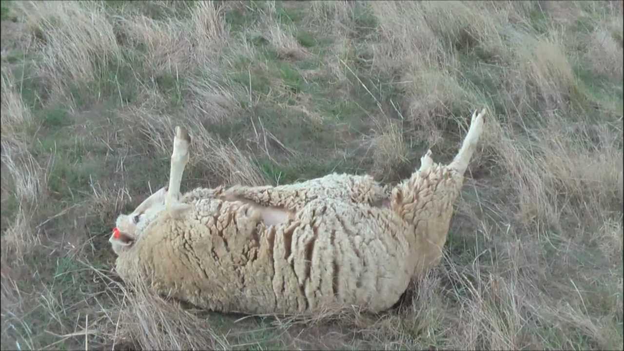 Sheep stuck upside down youtube