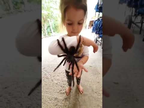 Little girl let’s huge pet tarantula crawl on her #shorts