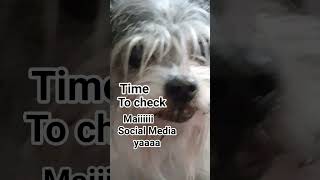 Download Lagu Cutie pie #dogs #pets #me MP3 Download Lagu Cutie pie #dogs #pets #me MP3