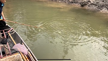 Kích cá một vợt kéo cáp thực tế bắt cá rô phi dễ dàng với kích cá vm44. Lh 0985802199