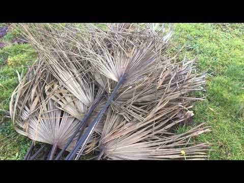 Vidéo: Une feuille de palmier est-elle une feuille ?