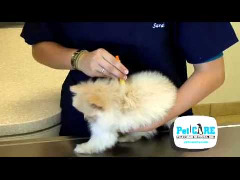 How to Remove a Tick on your Pet