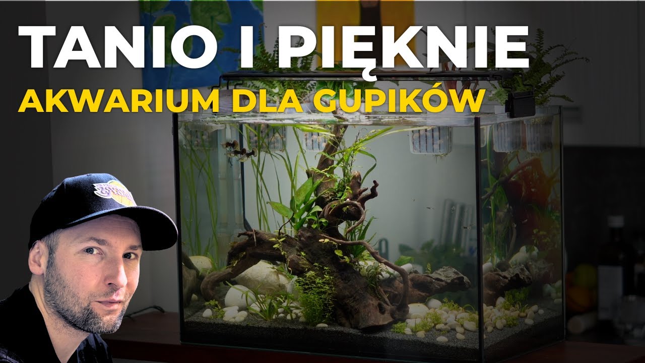 Jak założyć AKWARIUM DLA GUPIKÓW - Poradnik Krok Po Kroku - Efekt 