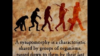 Synapomorphy Definition and Examples