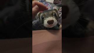 Just Look At That Face