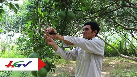 Hướng dẫn tỉa cành và tạo tán trên cây bưởi | HGTV