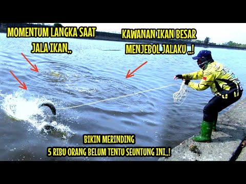 Bandeng Ikan Laut Apa Sungai