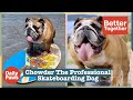 Chowder The Professional Skateboarding Dog?! | Better Together | Daily Paws