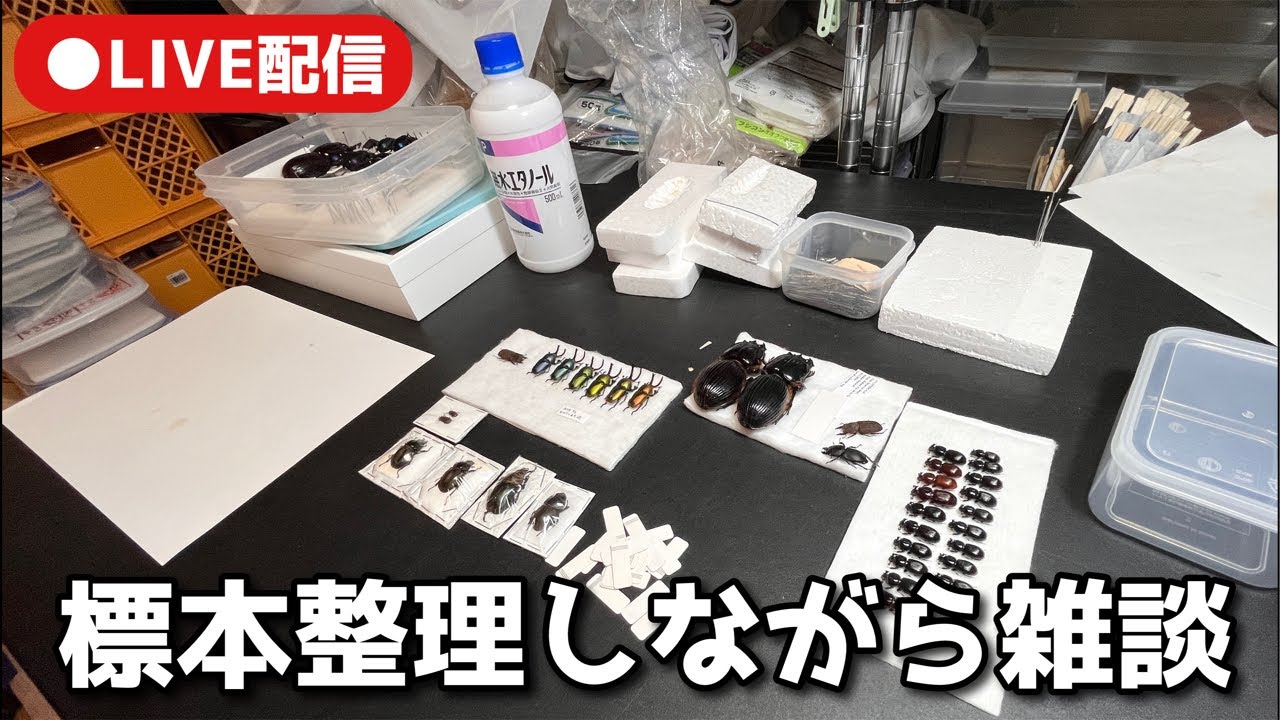 標本整理ながら雑談 - YouTube