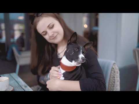 Video: 4 Suņiem Draudzīgas Pārgājienu Vietas Filadelfijā - Matador Network