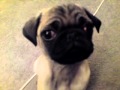 Pug showing his funny happy eyes