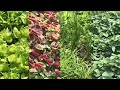 Planting kinds of clean vegetables to eat