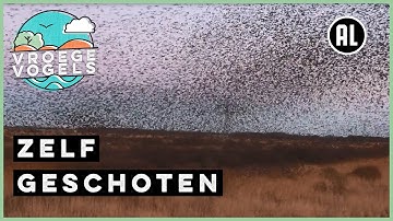 Spreeuwen regen | Zelf Geschoten | Vroege Vogels