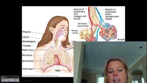 BIO 112 Circulation and Respiration Part II