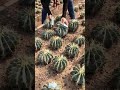 Harvesting Massive Cactus at the Farm! 🌵