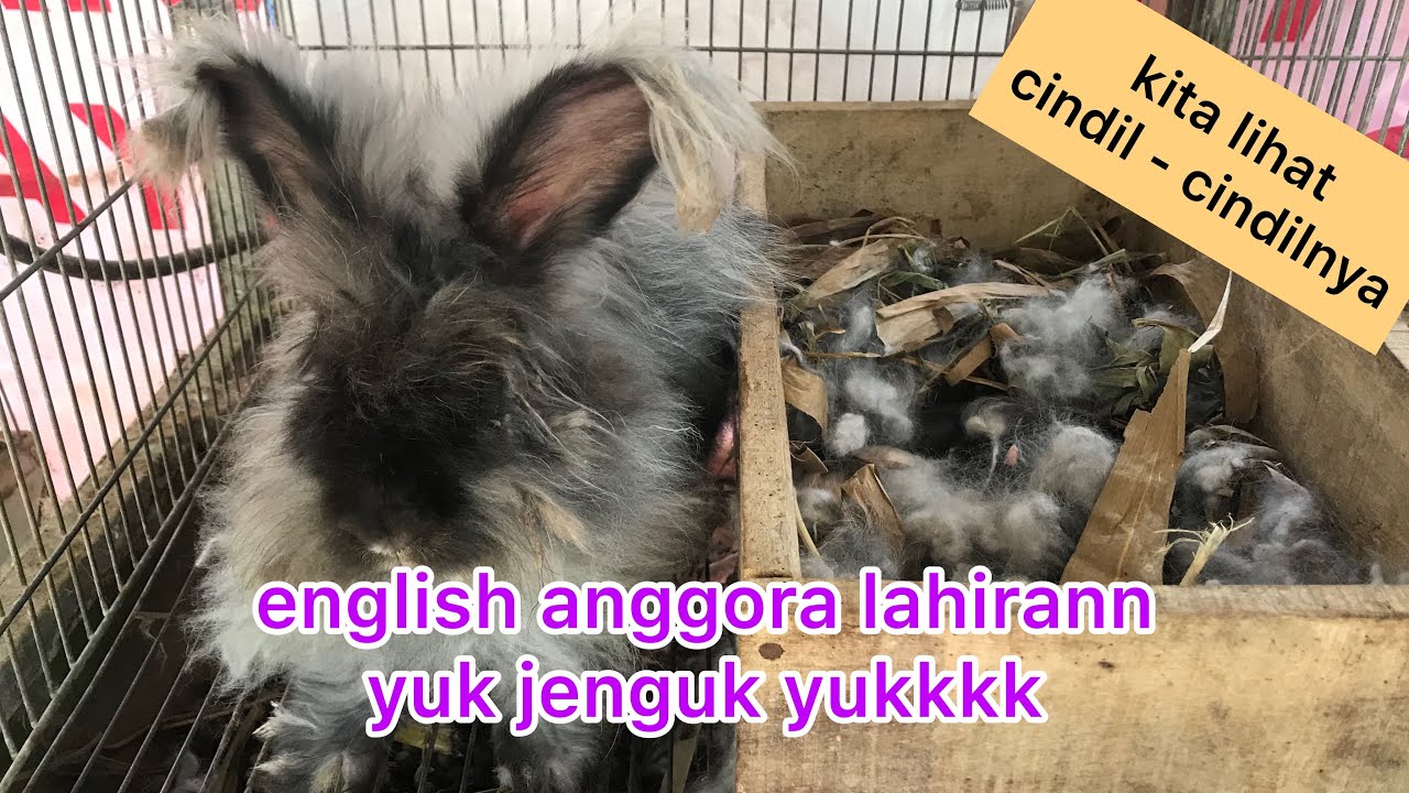 Kelinci English Anggora Melahirkan Youtube