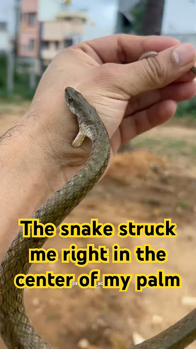 Why Does This Snake Bite So Often? 🐍 #serpentadventures #watersnake #snakeumar #snake #mysore