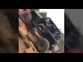 Jeep Monster  Off Road  4X4  Fails and Wins Part  1