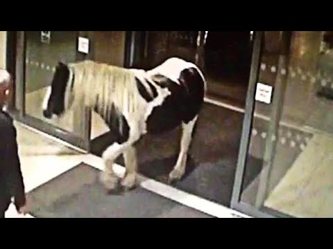 Craziest Things Caught on Security Cameras & CCTV