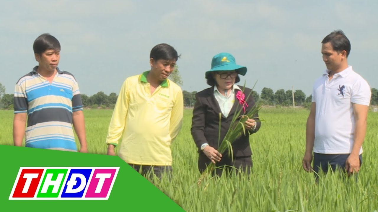 Bà con nông dân làm thế nào an tâm ăn Tết vui | Khuyến nông | THDT
