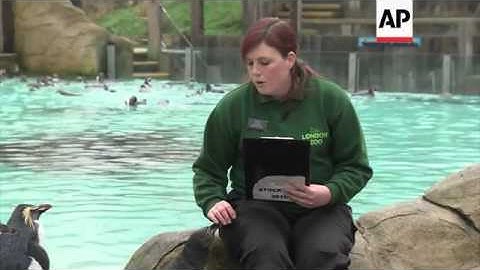 London Zoo starts mammoth task of counting its entire stock of animals