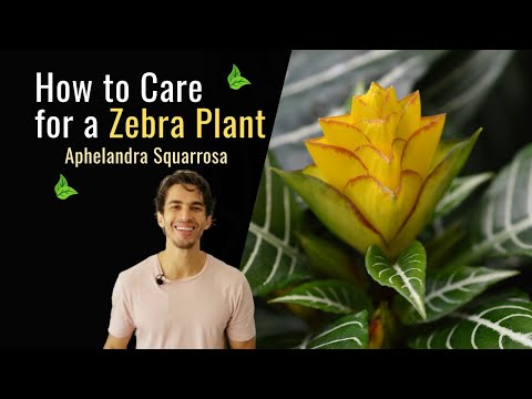 How to Care for a Zebra Plant (Aphelandra Squarrosa)