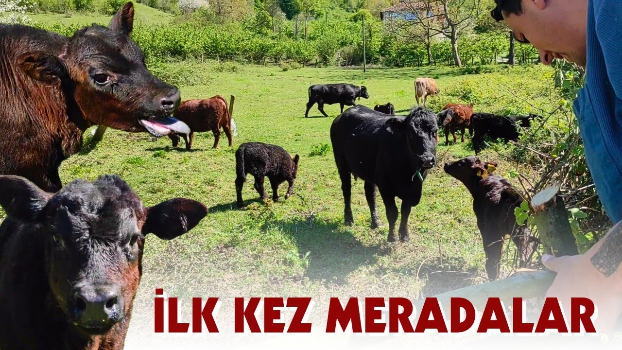 TÜM ANGUS BUZAĞILAR DIŞARIDA | Şok Geçirdiler!