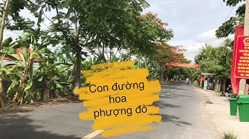 Mùa hè Covid với con đường rợp bóng hoa phượng đỏ trên cù lao Tân Lộc