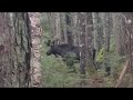The Moose Is Loose (this was from 8/19)