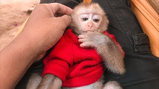 Awesome  Cute Baby Monkey Ella Have A Fun Time