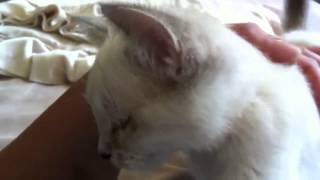 Kitten snuggles