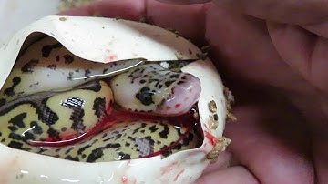 Brian Gundy Cuts Epic Clutch OF Ball Python Eggs (Part 2)
