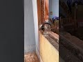 Door &amp; Window Cutting Machine 🏠 Full Process in 30 Seconds