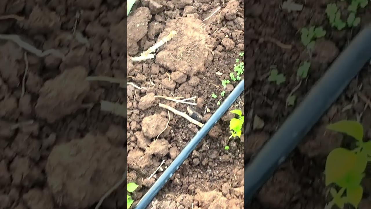 ទិដ្ធភាពចំការញ៉ម🌿💚