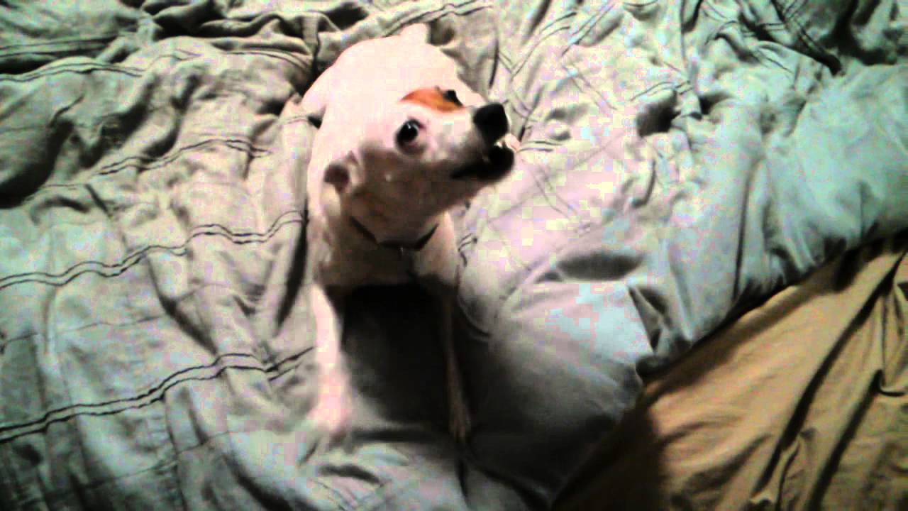Deaf dog barking (Carli) YouTube