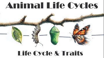 Life Cycles and Traits - Animal life cycle - Science NGSS - 4th Grade