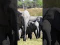 Elephants are afraid of bees  funfacts shorts