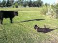 scottish terrier and cows の動画、YouTube動画。