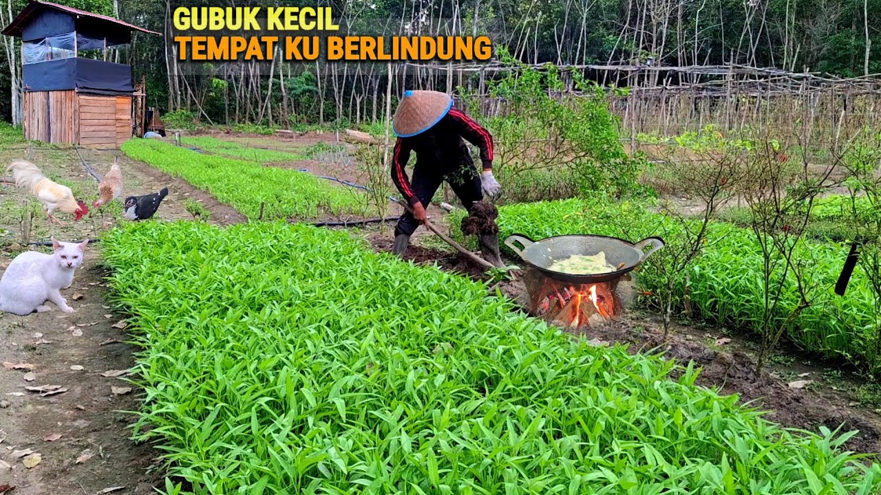 Hidup di hutan turun Hujan, pindah tanaman cabe, masak, hadiah dari subscriber, tani & ternak CR-111