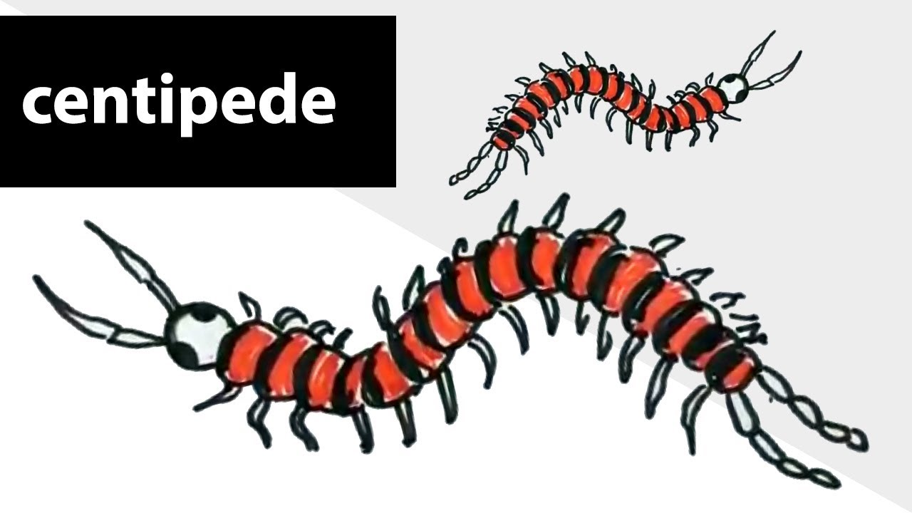 Featured image of post Centipede Drawing 39 high quality collection of centipede drawing by clipartmag