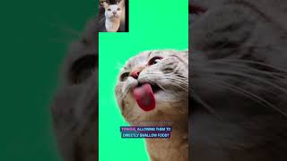 CAT'S TONGUE  #cat #catvideos #catlover