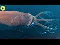 Amazing Giant Squid Catching Sea - Giant Squid Processing Hand Vs Factory