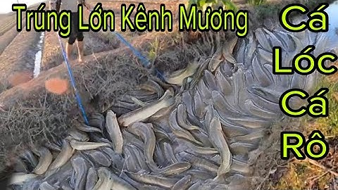 Kích Cá Trúng Đậm Kênh Mương Toàn Cá Lóc Khủng Cá Rô Đồng To |Fish king vn